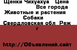 Щенки Чихуахуа › Цена ­ 12000-15000 - Все города Животные и растения » Собаки   . Свердловская обл.,Реж г.